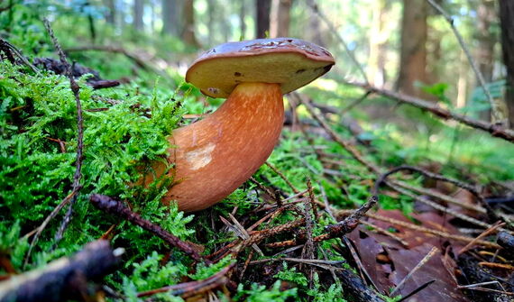Ein aus einem Moosboden gewachsener Steinpilz