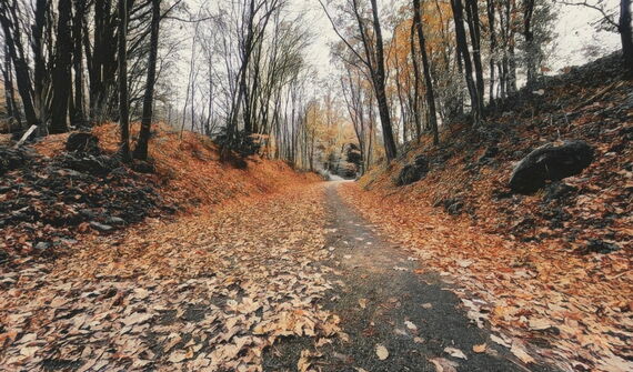 Waldweg mit braun gefärbtem Laub auf dem Boden.