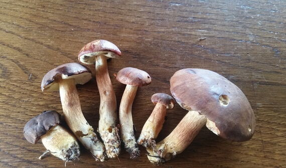 Wachsen, wie SIE wollen