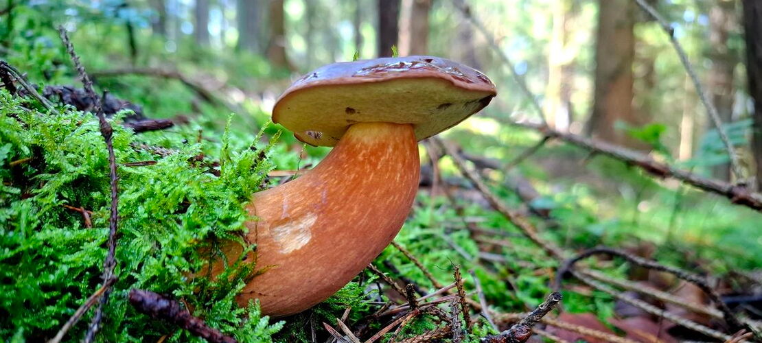Ein aus einem Moosboden gewachsener Steinpilz