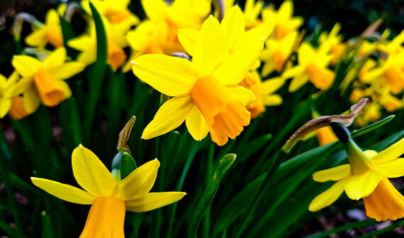 Narzissen