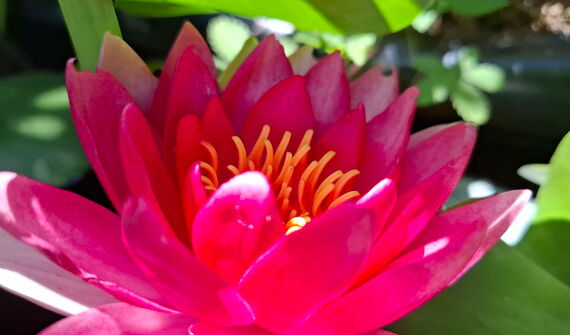 Rosa Blüte